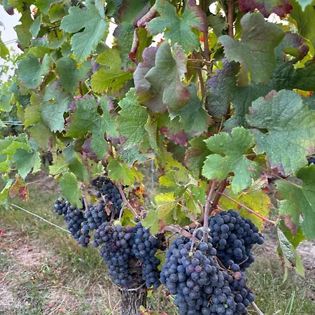 Country House-pool-vineyards-fully Equipped Holiday home Montagne (Gironde)